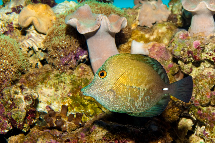 Sopas Tang "Yellow" in Aquarium against Coral Reef Background